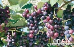 夏黑葡萄原产地是哪里 夏黑葡萄简介