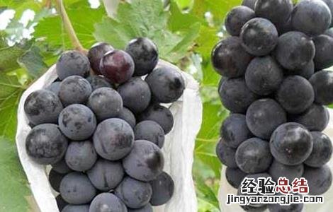 夏黑葡萄原产地是哪里 夏黑葡萄简介