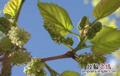 桑葚产地有哪些 桑葚产地有哪些国家