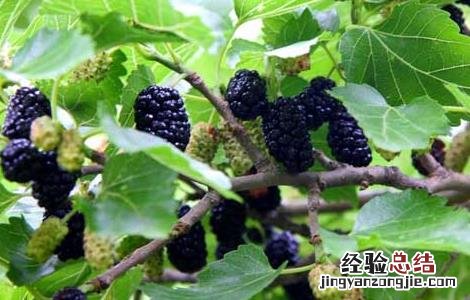 桑葚产地有哪些 桑葚产地有哪些国家