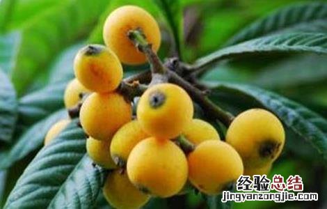 枇杷种植条件有那些种类 枇杷种植条件有那些