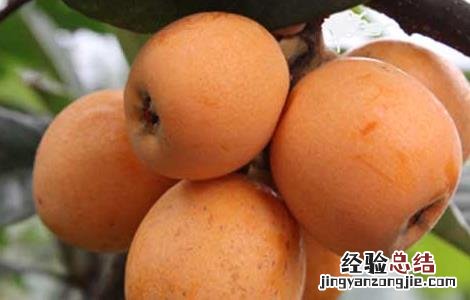 枇杷种植条件有那些种类 枇杷种植条件有那些