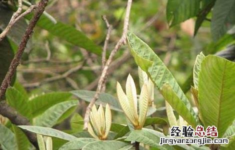 枇杷种植条件有那些种类 枇杷种植条件有那些