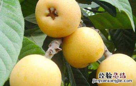 枇杷种植条件有那些种类 枇杷种植条件有那些