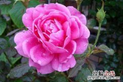 玫瑰花与月季花的区别用图片比较说明 玫瑰花与月季花的区别