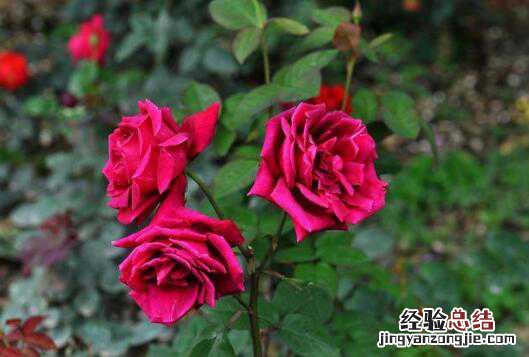 玫瑰花与月季花的区别用图片比较说明 玫瑰花与月季花的区别