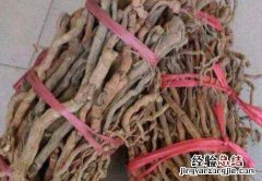 海南胡椒根的功效与作用
