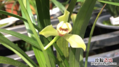 兰花比较香的品种有哪些 兰花比较香的品种