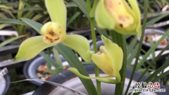 兰花的种植方法及栽培技巧 兰花的养殖方法和注意事项