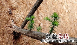赞颂执着生命力的句子简短 赞颂执着生命力的句子