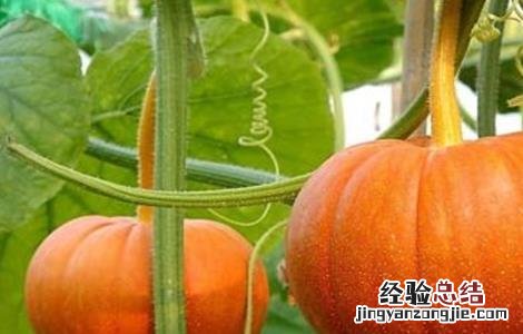 南瓜的种植技巧 南瓜的种植技术和方法
