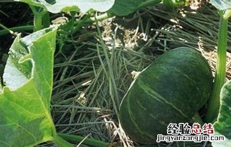 南瓜的种植技巧 南瓜的种植技术和方法