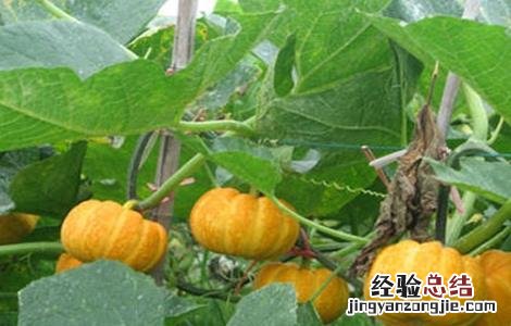 南瓜的种植技巧 南瓜的种植技术和方法
