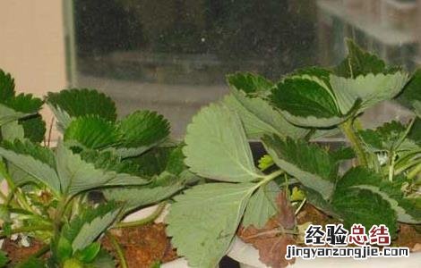 阳台草莓如何种植 阳台草莓如何种植和管理