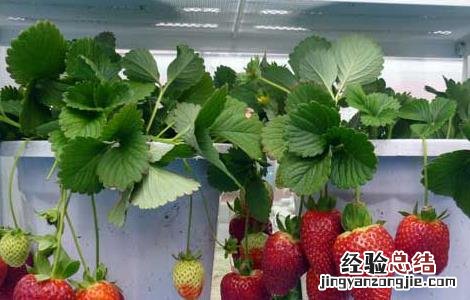阳台草莓如何种植 阳台草莓如何种植和管理