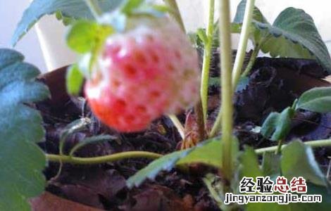 阳台草莓如何种植 阳台草莓如何种植和管理