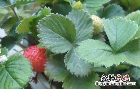 阳台草莓如何种植 阳台草莓如何种植和管理