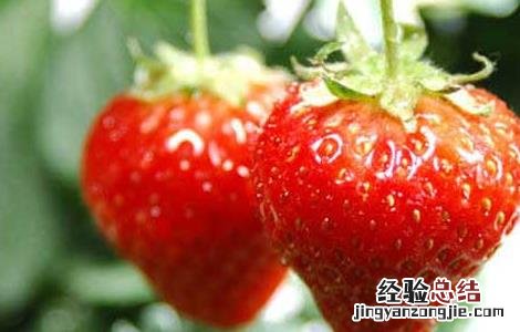 大棚草莓怎样种植豆角 大棚草莓怎样种植