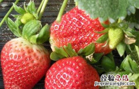 大棚草莓怎样种植豆角 大棚草莓怎样种植