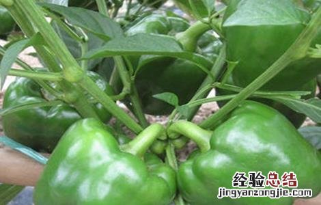 甜椒种植如何冲肥 甜椒种植如何冲肥视频
