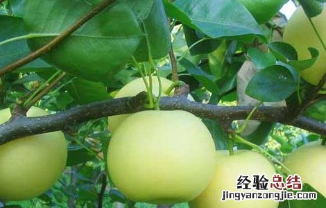 梨树的病虫害防治措施 梨树的病虫害防治措施是什么