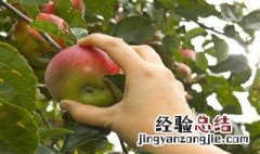 梦见从树上摘苹果吃什么 梦见在树上摘苹果吃苹果