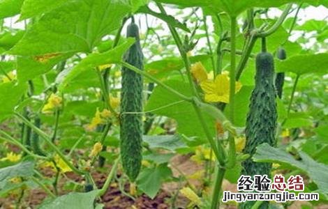 黄瓜连续阴天管理模式 连续阴雨天黄瓜管理