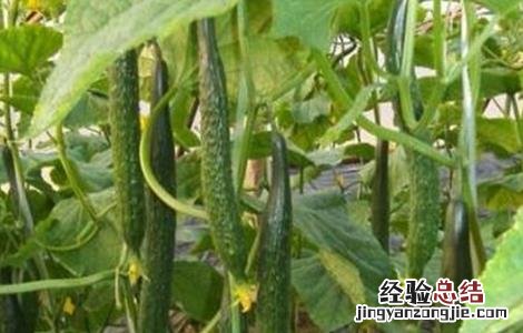 黄瓜连续阴天管理模式 连续阴雨天黄瓜管理