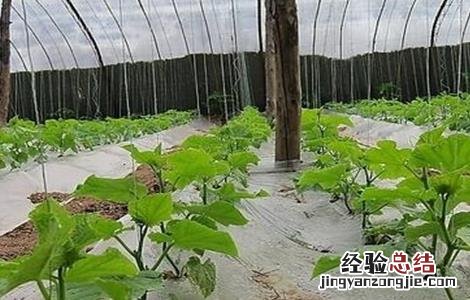 黄瓜连续阴天管理模式 连续阴雨天黄瓜管理