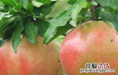 中国石榴石的产地在哪里 中国石榴产地在哪里