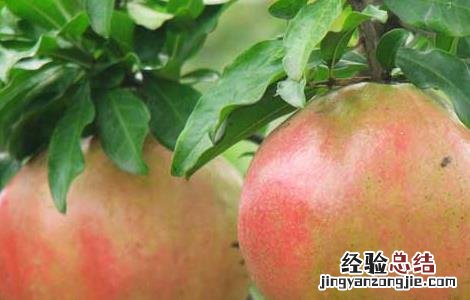 中国石榴石的产地在哪里 中国石榴产地在哪里
