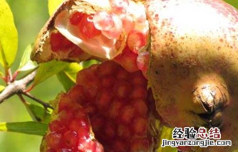 中国石榴石的产地在哪里 中国石榴产地在哪里