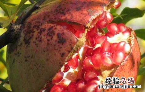 中国石榴石的产地在哪里 中国石榴产地在哪里