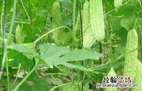 苦瓜反季节种植技术 苦瓜反季节种植技术视频