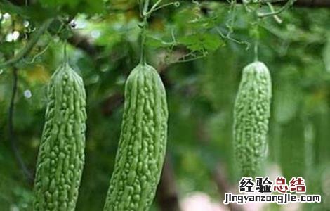 苦瓜反季节种植技术 苦瓜反季节种植技术视频