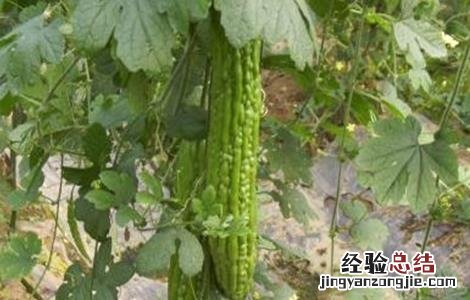苦瓜反季节种植技术 苦瓜反季节种植技术视频