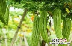 苦瓜反季节种植技术 苦瓜反季节种植技术视频