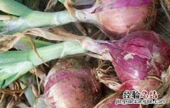 洋葱烂头原因及防治方法 洋葱烂头原因及防治方法视频