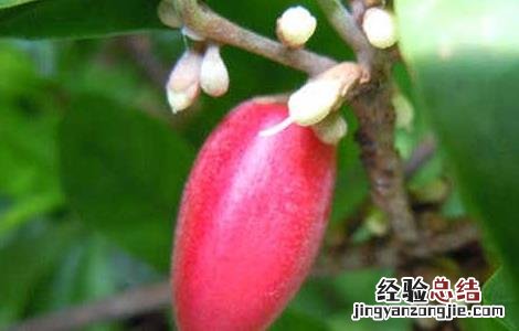 神秘果种植技术及管理 神秘果种植技术