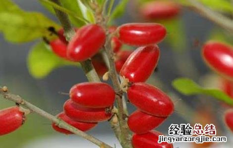 神秘果种植技术及管理 神秘果种植技术