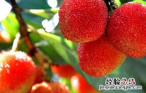 杨梅什么时候成熟 东魁杨梅什么时候成熟