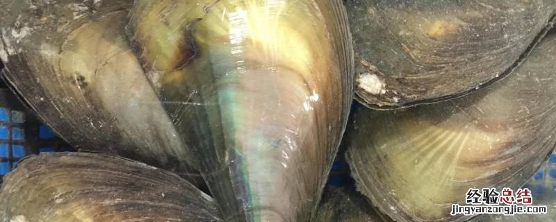 海鲜带子怎么处理 带子怎么处理