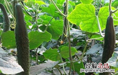 黄瓜连续结瓜的种植技巧 黄瓜连续结瓜的种植技巧图解