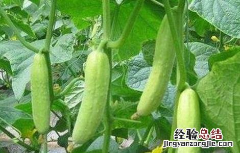 黄瓜连续结瓜的种植技巧 黄瓜连续结瓜的种植技巧图解