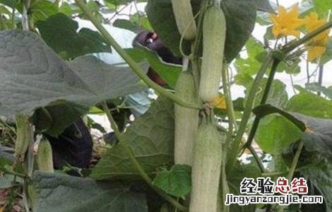 黄瓜连续结瓜的种植技巧 黄瓜连续结瓜的种植技巧图解