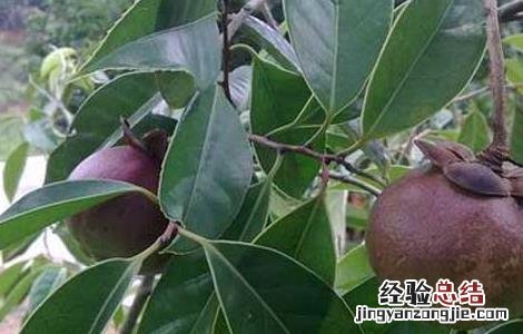 山竹的产地有哪些? 山竹的产地有哪些国家