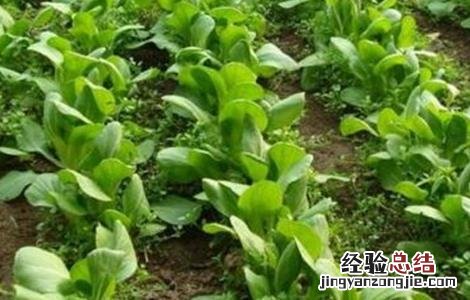 早春白菜种植常见问题及措施 早春白菜种植常见问题