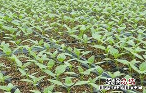 甜椒的育苗方法视频 甜椒的育苗方法