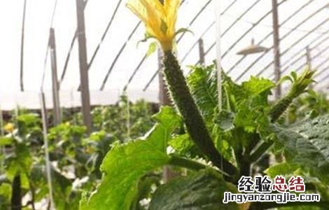 大棚黄瓜春季管理技术与管理 大棚黄瓜春季管理技术
