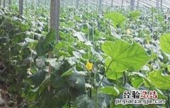 大棚黄瓜春季管理技术与管理 大棚黄瓜春季管理技术